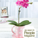 Teacup Orchid – $31.98